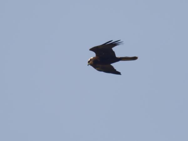Western marsh harrier (Circus aeruginosus)